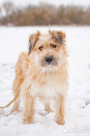 Собака из приюта в добрые руки бесплатно