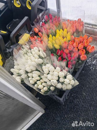 Тюльпаны оптом