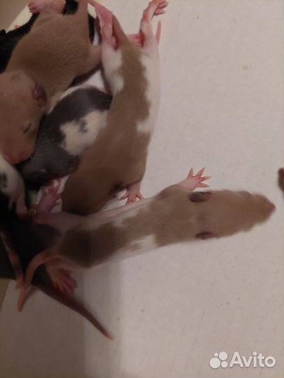 Крыски ручные бесплатно