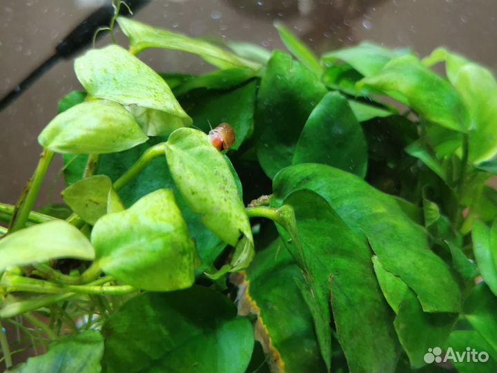 Улитки для аквариума