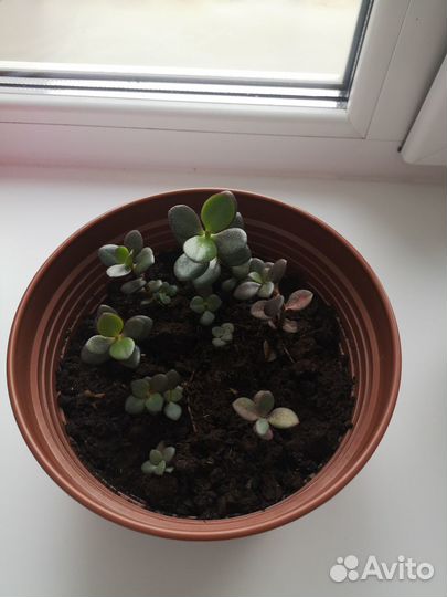 Денежное дерево маленькие листья 1см