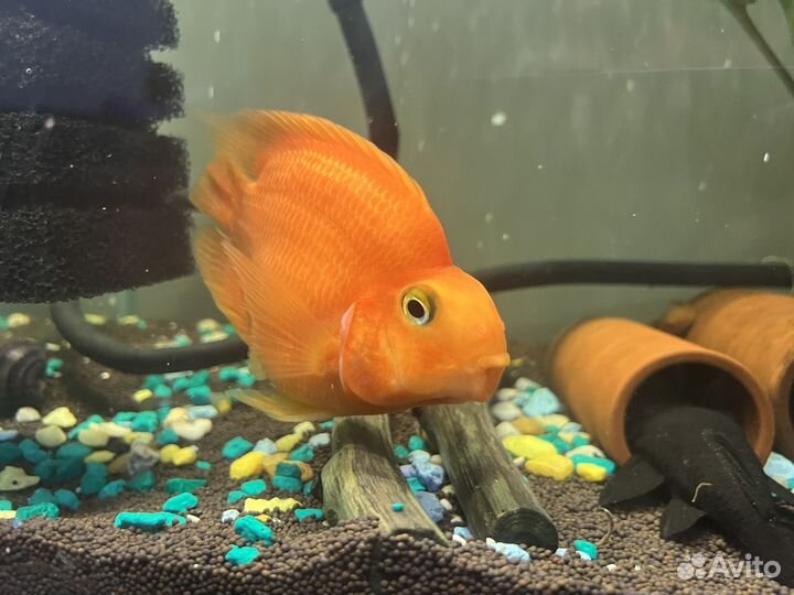 Рыба попугай