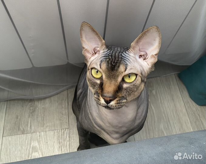 Кот на вязку сфинкс