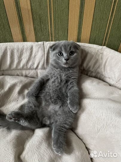 Шотландские котята