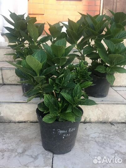 Гортензия Early Blue (Эрли Блю) большие кусты