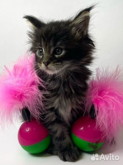 Мейн-кун полидакты и классические