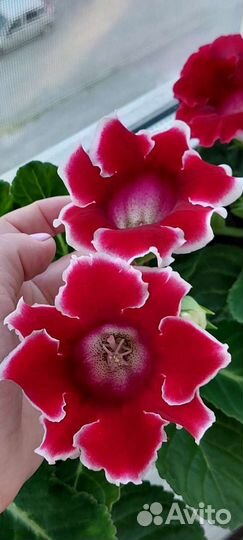 Глоксиния цветущая