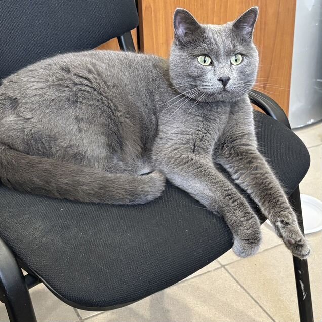 Русский голубой, взрослый кот