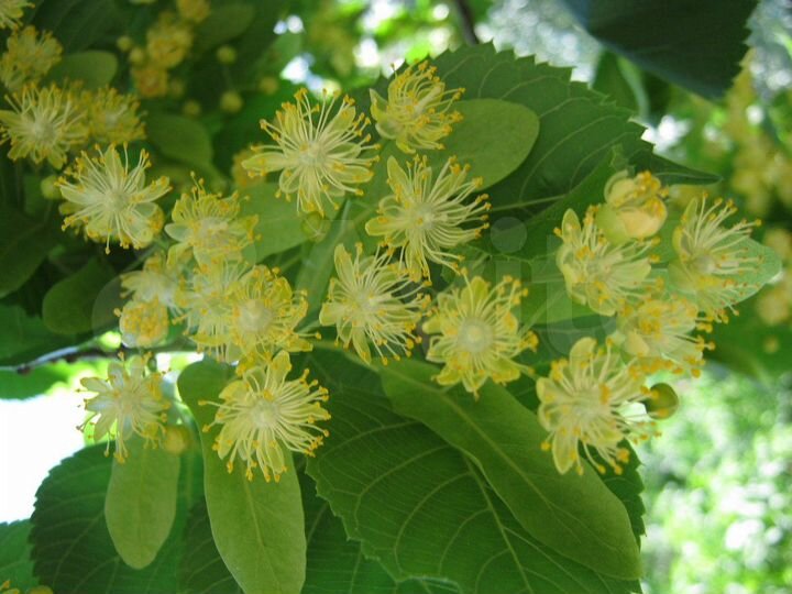 Участок 8 сот. (ИЖС)