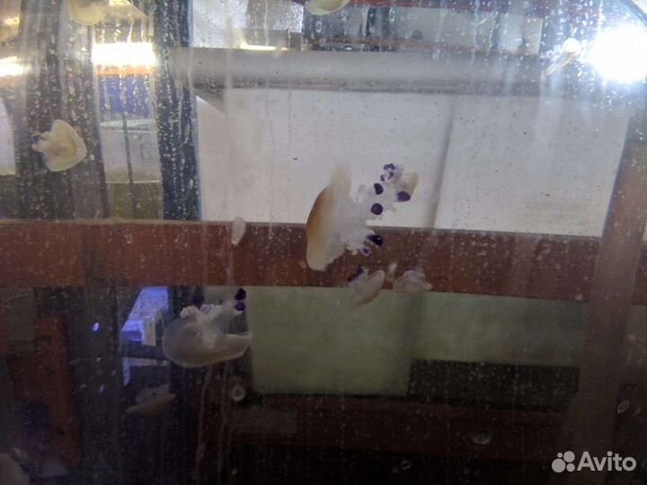 Морская фауна, Кораллы, Медузы, Актинии