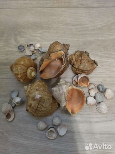 Морские ракушки раковины