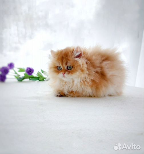 Мальчик британский