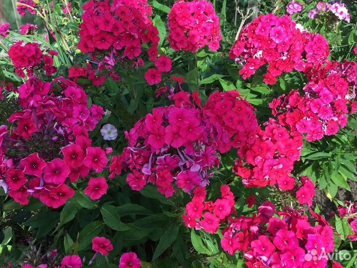 Флоксы цветы многолетние растения