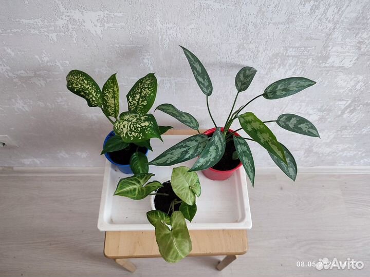 Набор растений- Аглаонема, Сингониум, Диффенбахия