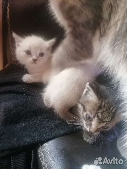 Кошки в добрые руки