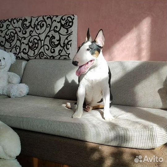 Бультерьер миниатюрный