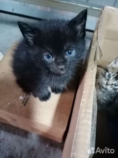 Котята в добрые руки бесплатно