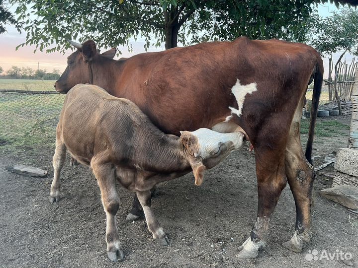 Коровы, бычки