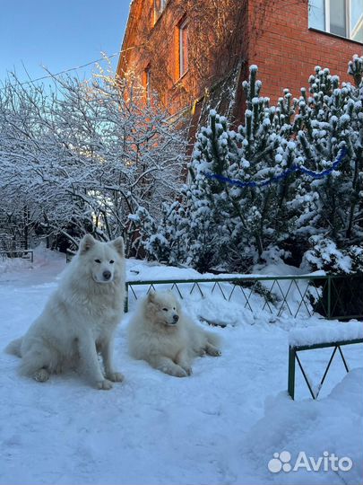 Собачья шерсть самоеда