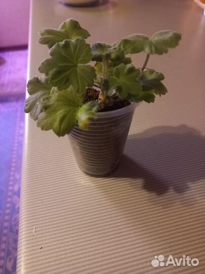 Пеларгония герань