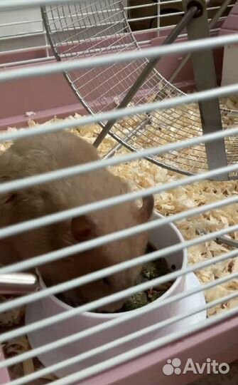 Сирийский хомяк бесплатно