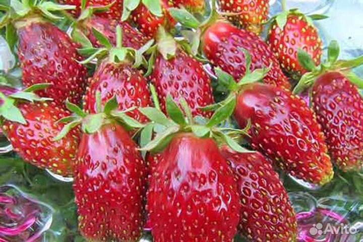 Клубника рассада