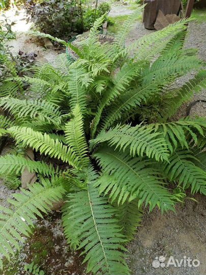 Папоротник, ежевика, молодило и садовые растения