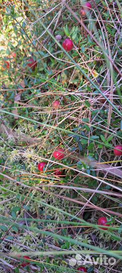 Клюква только из леса