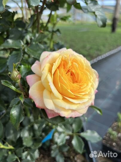 Роза флорибунда Розе де Хоффнун- Rose der Hoffnung