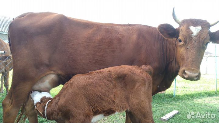 Корова дойная с теленком