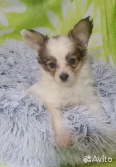 Щенки папийона