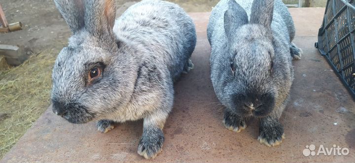 Кролики Полтавское серебро
