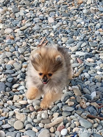 Щенки шпица