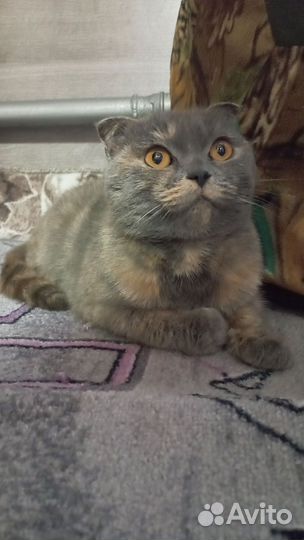 Вислоухая кошка