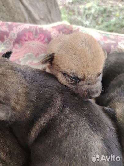 Отдают щенков