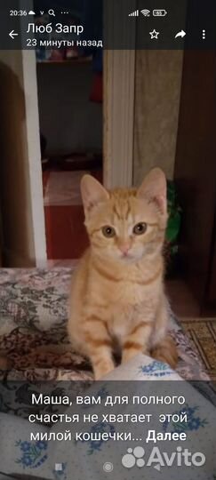 Кошечка подросток