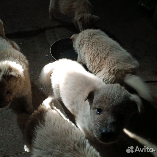 Щенки от крупных дворовых собак