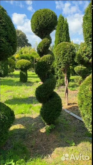 Туя западная Смарагд