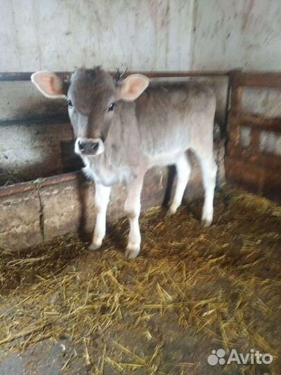 Телята Швицкой породы с доставкой