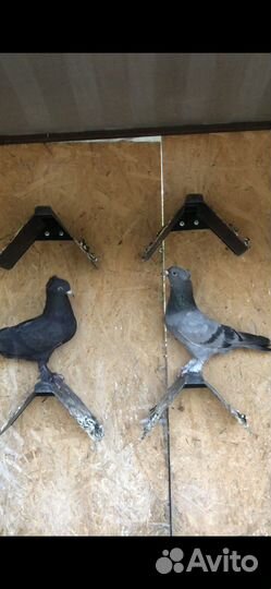 Голуби Такла