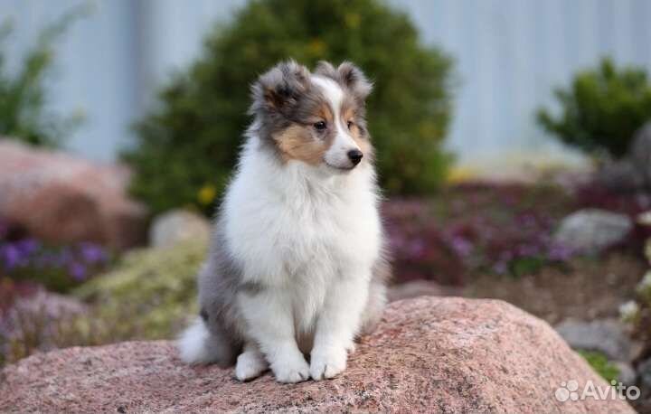 Щеноки шелти