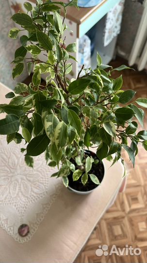 Фикус бенджамина