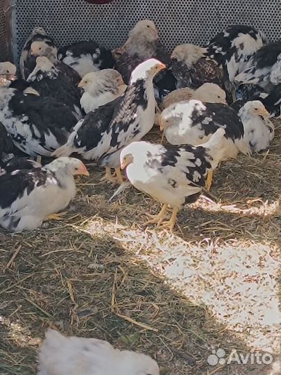 Куры несушки молодые