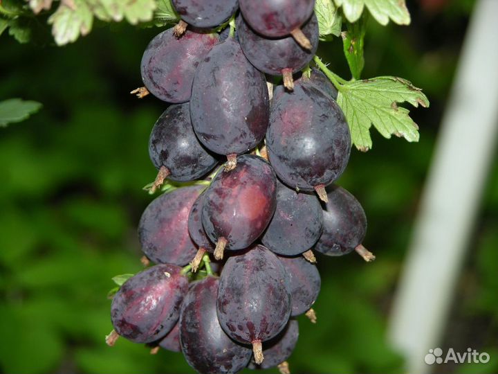 Питомник реализует саженцы крыжовника Серенада