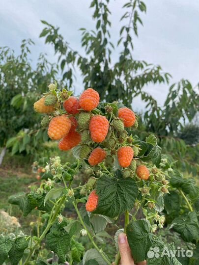 Саженцы ремонтантной малины