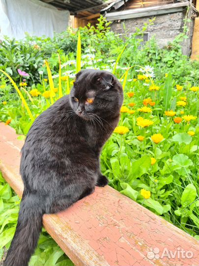 Вязка ищем кошку