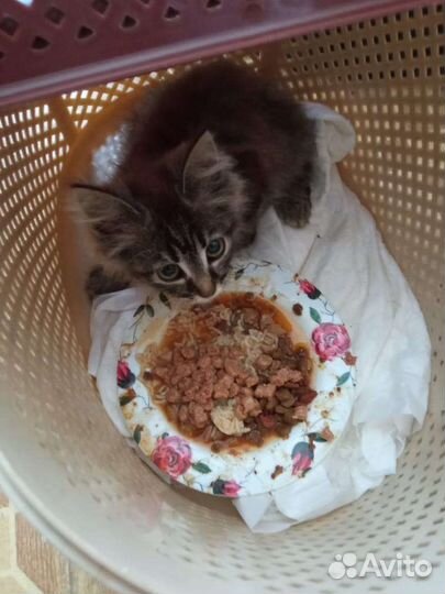 Котёнок в дар