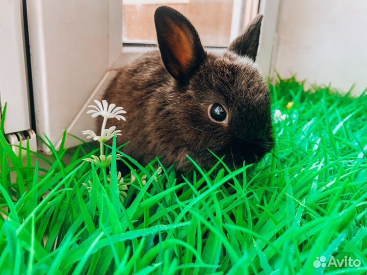 Карликовый кролик супер мини
