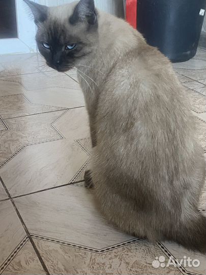 Кошка для вязки