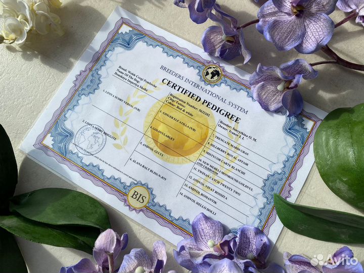 Родословные для собак BIS международная система